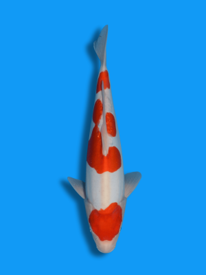 Maruten Doitsu Kohaku | Koi&Co.